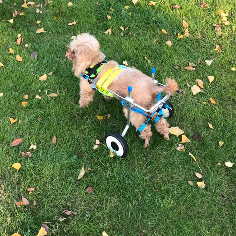 Silla de ruedas para perros Coche para perros Coche para perros discapacitados Silla de ruedas para mascotas Scooter